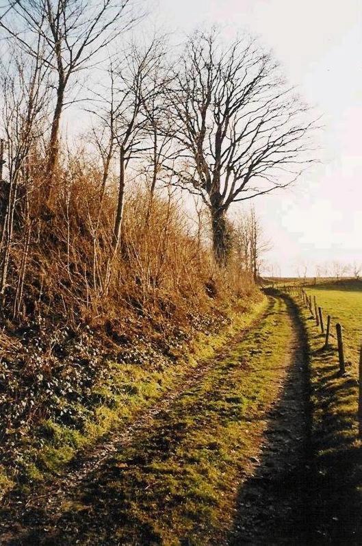Foto: Steile Steenbergweg links naast het Hagensleen te Hegge, duidelijk is te zien dat de kiezel aan de oppervlakte komt. Links een oude eenzame eik. Foto 2004/5 Paul Potten