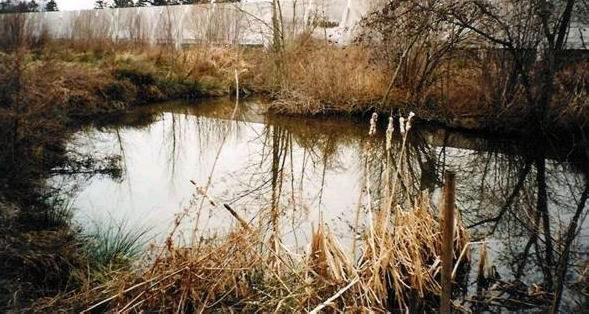 Vijvers gelegen in “Pelsweijer” te Hegge langs de A 76. De eerste vijver werd gelijktijdig aangelegd in 1979 toen een der gastransportleidingen van de Gasunie diameter 300 door dit gebied werd gelegd. Vijver was bedoeld om het vele grondwater en kwelbronnen te kunnen afvoeren richting de duiker ter plaatse onder de snelweg door. In het voorjaar van 2002 werd een tweede vijver aangelegd gelijktijdig met het kappen van alle bomen in het zelfde gebied in opdracht door RWS om het vele water van de A 76 te kunnen afvoeren. Beide vijvers werden toen in verbinding gesteld om gezamenlijk richting duiker via een open greppel te kunnen afvoeren. (Foto gemaakt ter hoogte van de duiker te Hegge gelegen in de weide van Paul Derrez bij de geluidswal langs de A 76 door Paul Potten 2004/5)