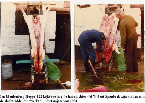 Jan Meulen Hegge 122 aan het slachten te Hegge  1981
